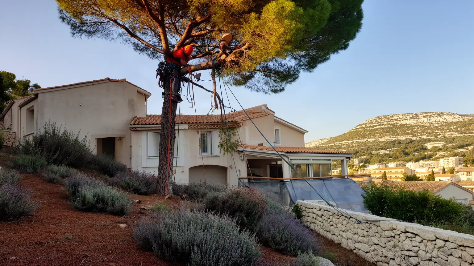 Élagage et abattage à Marseille : arboriste grimpeur expert